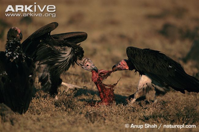 Lappet-faced-vultures-scavenging-carcass.jpg